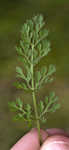 American wild carrot